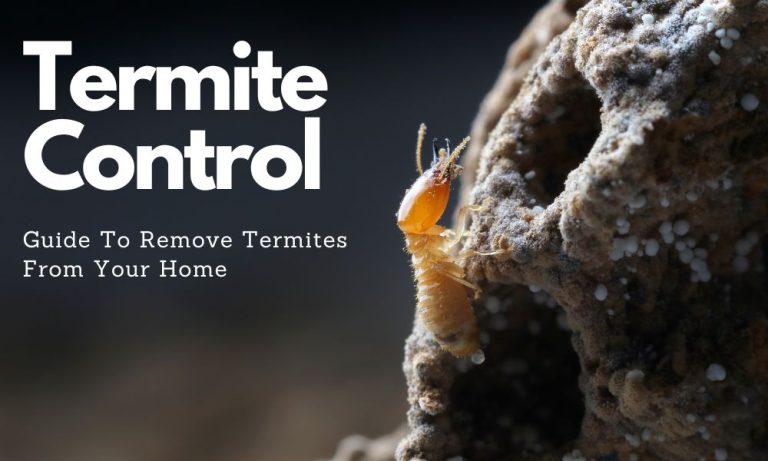 Termite Control Guide To Remove Termites From Your Home