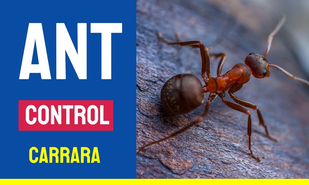 Ant Control Carrara