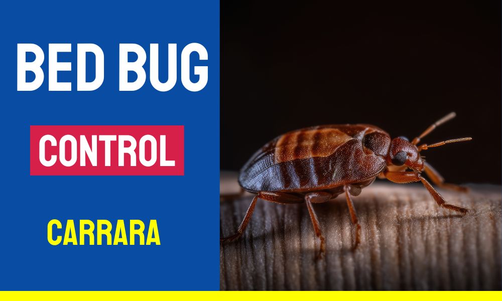 Bed Bugs Control Carrara