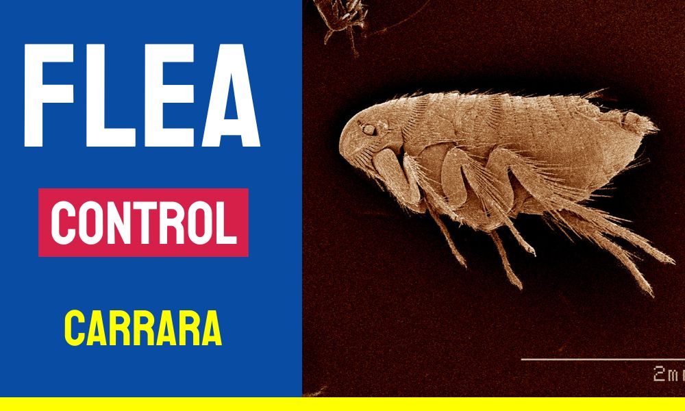 Flea Control Carrara 