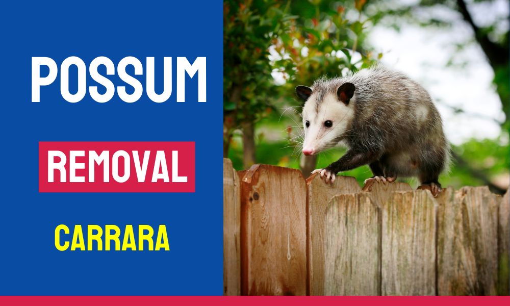 Possum Removal Carrara