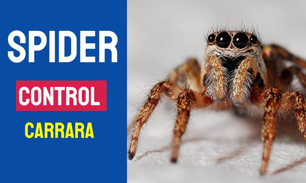 Spider Control Carrara